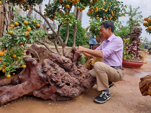 Nam Định: Quất ngự gỗ lũa độc, lạ chơi Tết giá hơn 1 ngàn đô/cây5