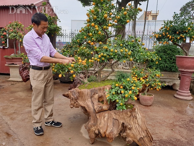 Nam Định: Quất ngự gỗ lũa độc, lạ chơi Tết giá hơn 1 ngàn đô/cây7
