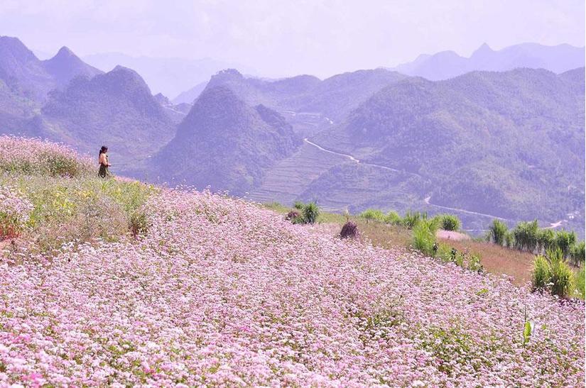 Du xuân, đừng bỏ lỡ cánh đồng 'hoa mặt trời' hàng trăm hec-ta lớn nhất Việt Nam!