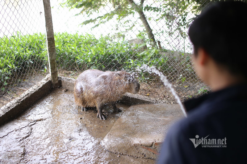Chiễm ngưỡng chuột khổng lồ nặng đến 50kg tại Hà Nội