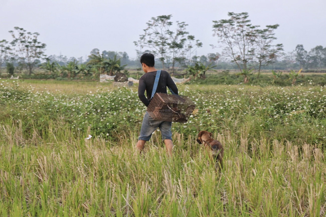 Người dân Hà Nội kiếm tiền triệu mỗi ngày từ nghề săn cu tý