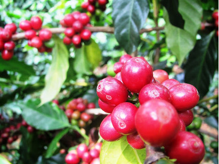 Giá cà phê hôm nay 18/10/2020: Đắk Lắk có giá tốt nhất ở Tây Nguyên