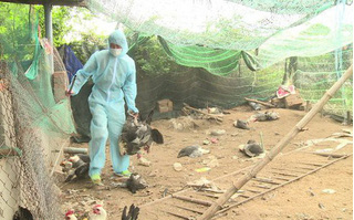  Dịch cúm A/H5N6, Thanh Hóa tiêu hủy 23.000 gia cầm