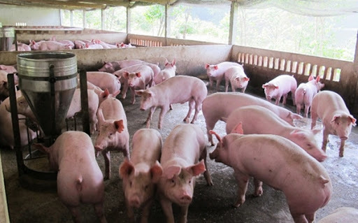 Nam Định: 80% số xã hết dịch tả lợn châu Phi