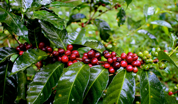 Giá cà phê hôm nay 4/3: Tại Tây Nguyên dao động từ 31.300 – 31.700 đồng/kg