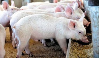 Giá heo hơi hôm nay 4/4: Miền Nam giảm về sát mốc 70.000 đồng