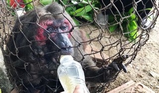 Khỉ mặt đỏ quý hiếm xuống nhà dân tìm đồ ăn đã chết tại Bình Định