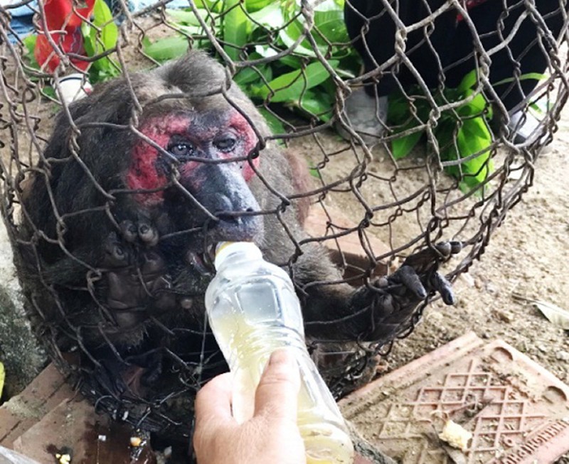 Khỉ mặt đỏ quý hiếm xuống nhà dân tìm đồ ăn đã chết tại Bình Định