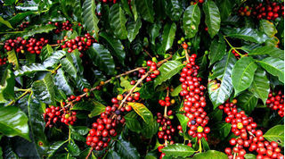 Giá cà phê hôm nay ngày 27/4: Cà phê trong nước quanh mức 29.000 đồng/kg