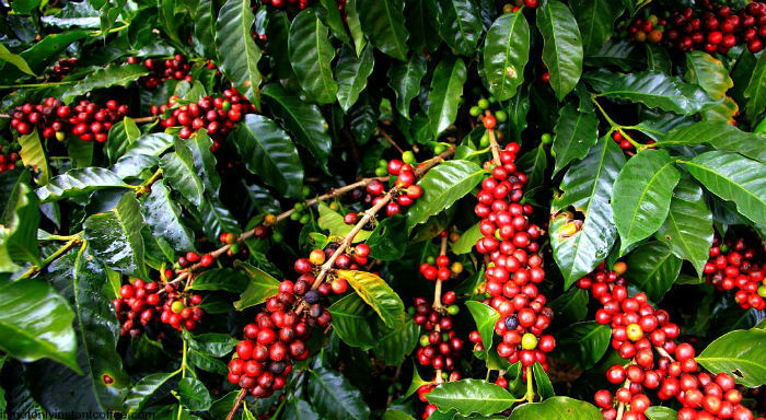 Giá cà phê hôm nay ngày 27/4, cà phê trong nước quanh mức 29.000 đồng/kg