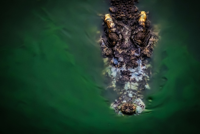 Phát hiện xác người, trong bụng cá sấu dài hơn 4 mét