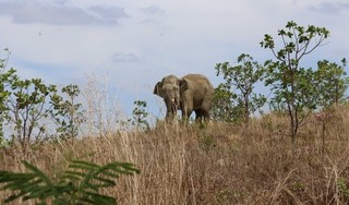 Mời chuyên gia từ Nam Phi, Hà Lan cứu chữa cho voi rừng bị thương nặng