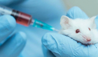 50 con chuột thí nghiệm đều khỏe mạnh khi tiêm vắcxin ngừa Covid-19 'made in Việt Nam' 