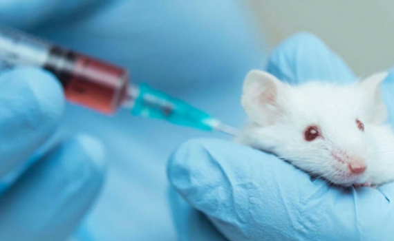 50 con chuột thí nghiệm đều khỏe mạnh khi tiêm vắcxin ngừa Covid-19 