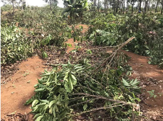 2 nghìn cây cà phê sắp thu hoạch của làng nghèo bị chặt hạ trong đêm