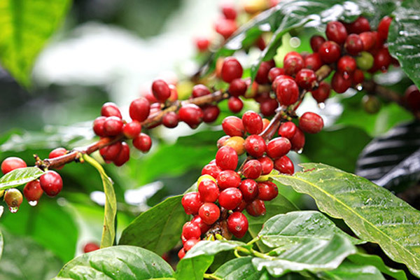 Giá cà phê hôm nay ngày 18/5, trong nước duy trì trên mức 30 nghìn đồng/kg