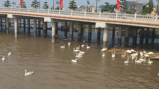 Hải Phòng thả thêm 130 con thiên nga xuống sông Tam Bạc