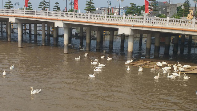 Hải Phòng: Thả 130 con thiên nga xuống sông Tam Bạc