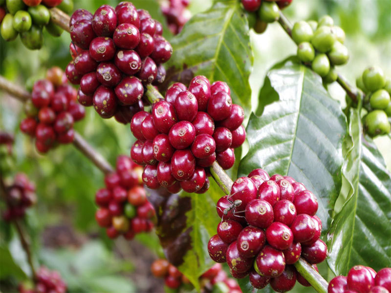 Giá cà phê hôm nay ngày 24/5, trong nước quanh ngưỡng 31.000 đồng/kg