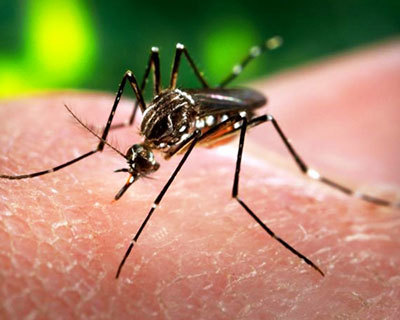 Tác hại kinh hoàng của virus Zika