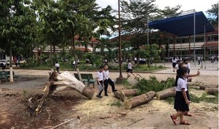 Thêm 1 cây phượng bật gốc đổ giữa sân trường khiến học sinh lo sợ