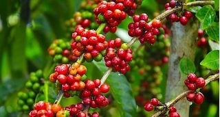 Giá cà phê hôm nay ngày 3/6: Trong nước tăng thêm 300 đồng/kg