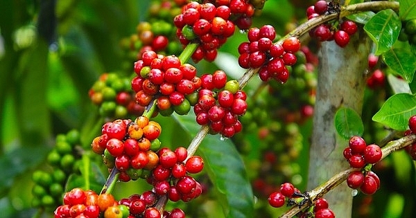 Giá cà phê hôm nay ngày 3/6, trong nước tăng thêm 300 đồng/kg