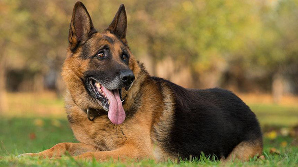 Chú chó đầu tiên nhiễm Covid-19 tại Mỹ