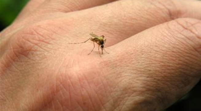 Những mẹo nhỏ giúp bạn tránh bị muỗi đốt hiệu quả2