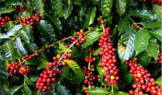 Giá cà phê hôm nay ngày 8/6: Trong nước duy trì quanh mức 32.000 đồng/kg