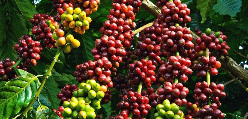 Giá cà phê hôm nay ngày 13/6, trong nước giảm thêm 300 đồng/kg