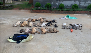 Danh tính đôi tình nhân dùng Xyanua trộm gần nửa tấn chó, mèo ở Thanh Hóa