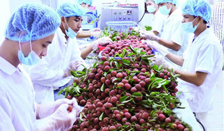 Việt Nam xuất khẩu 1 tấn vải thiều tươi đầu tiên sang Nhật Bản