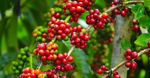 Giá cà phê hôm nay ngày 20/6, trong nước duy trì trên mức 30.000 đồng/kg