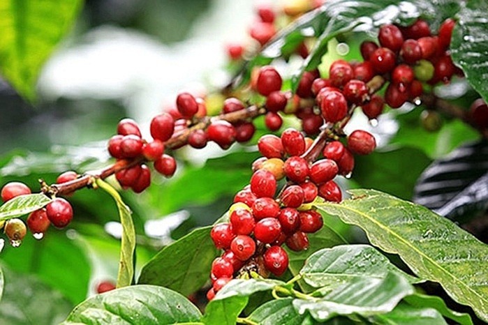 Giá cà phê hôm nay ngày 21/6, trong nước giảm sâu gần 1.000 đồng/kg tuần qua