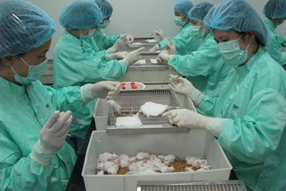 Việt Nam sẽ thử nghiệm vaccine Covid-19 trên linh trưởng và người