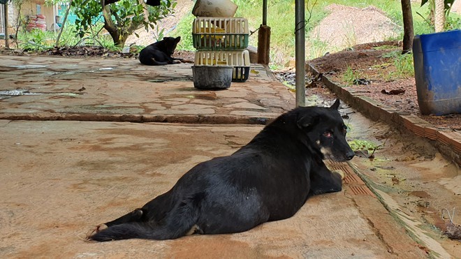 Thân phận thực sự của 2 con báo đen xuất hiện ở Đồng Nai