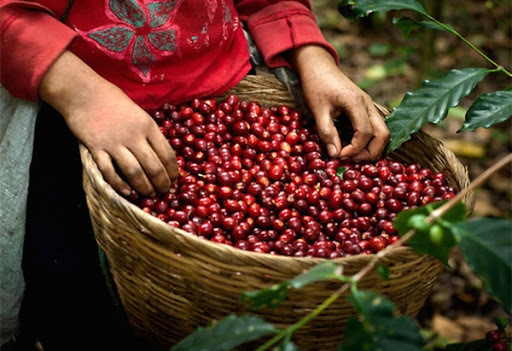Giá cà phê hôm nay ngày 10/7: Tiếp tục tăng, dao động trong khoảng 30.800 – 31.600 đồng/kg