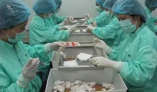 50 con chuột tiêm vaccine Covid-19 Việt Nam đã đáp ứng miễn dịch