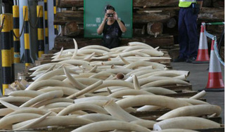 Đối tượng buôn lậu hơn 200kg ngà voi châu Phi nhận án 32 năm tù