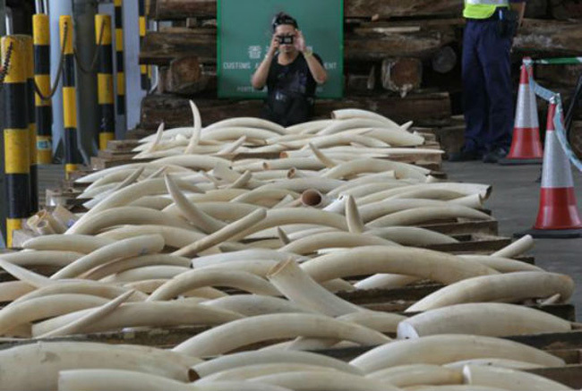 Kết án 32 năm tù cho các đối tượng buôn lậu hơn 200kg ngà voi châu Phi