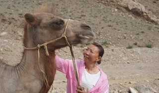 Chú lạc đà vượt 100 km tìm về chủ cũ sau 8 tháng bị bán