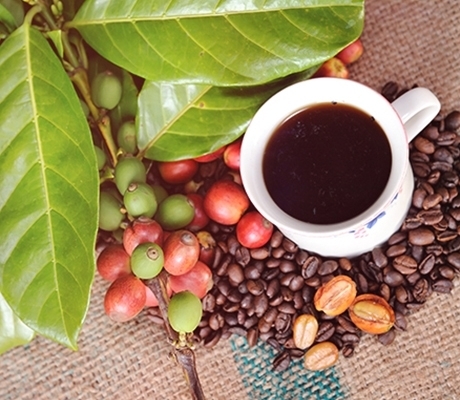 Giá cà phê hôm nay ngày 18/7: Thị trường trong nước tiếp tục tăng gần 1.000 đồng/kg