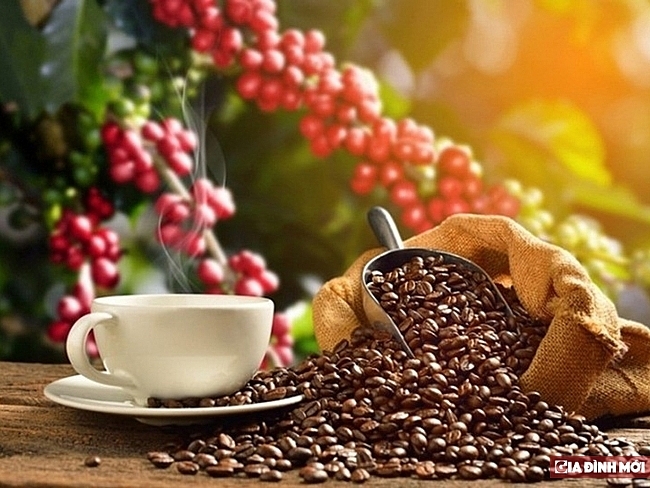 Giá cà phê hôm nay ngày 20/7: Tiếp tục tăng mạnh, vượt mốc 33.000 đồng/kg