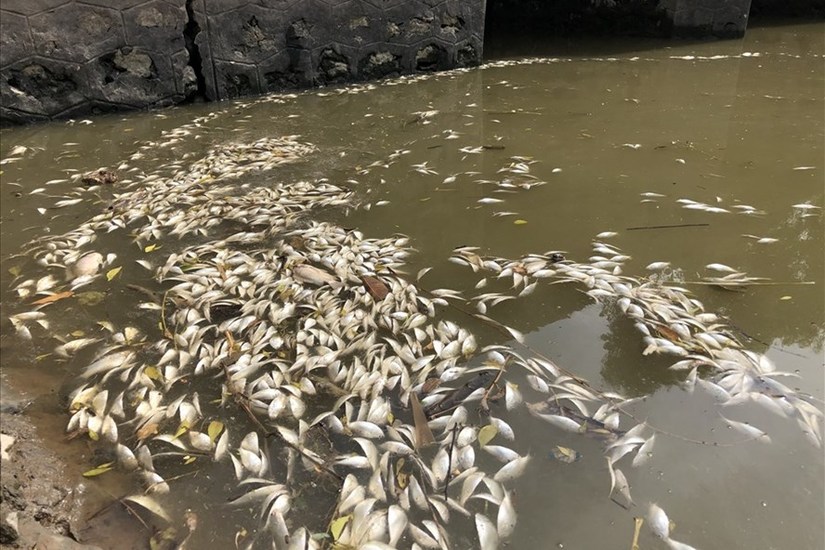 Ninh Bình: Truy tìm nguyên nhân cá chết hàng loạt, nghi do nguồn nước bị ô nhiễm. ảnh 1