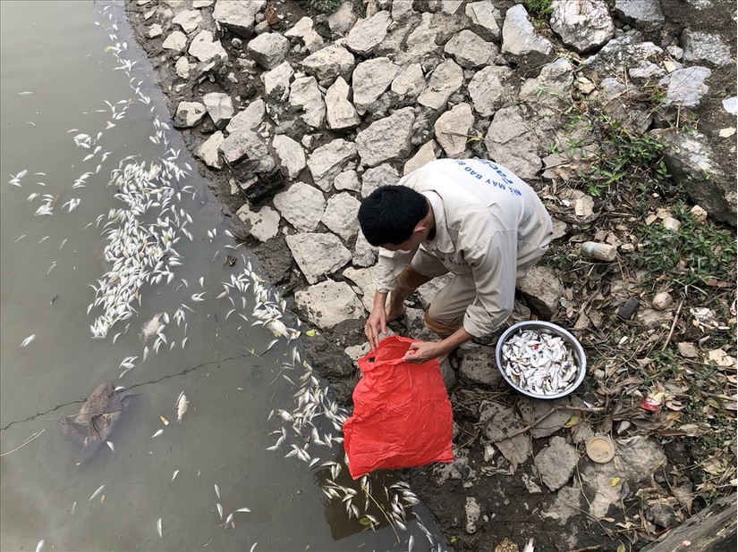 Ninh Bình: Truy tìm nguyên nhân cá chết hàng loạt, nghi do nguồn nước bị ô nhiễm 