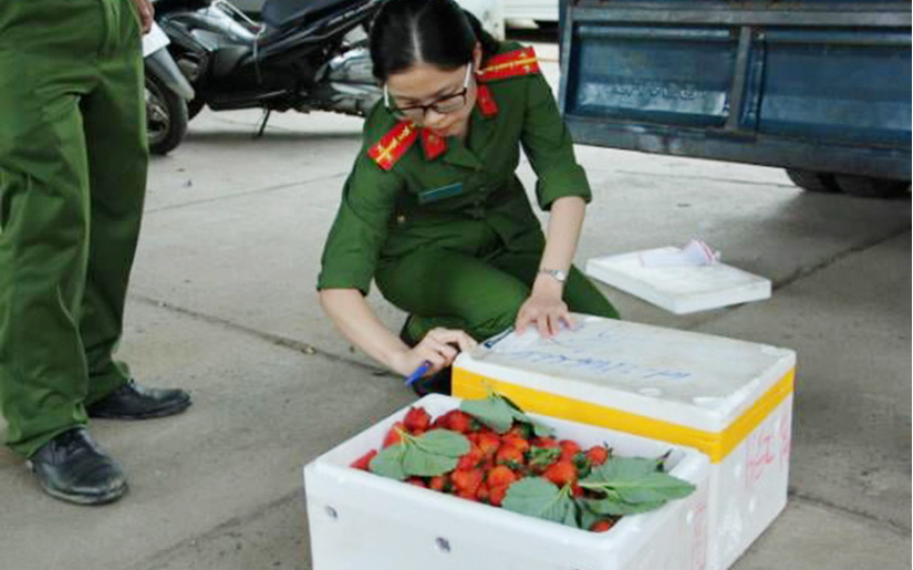 Phát hiện gần 13 tấn dâu tây tươi Trung Quốc mạo danh sản phẩm Đà Lạt 