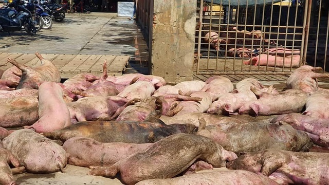 Tiêu hủy gần 90 con lợn chết bốc mùi hôi thối ngay trước lò mổ 