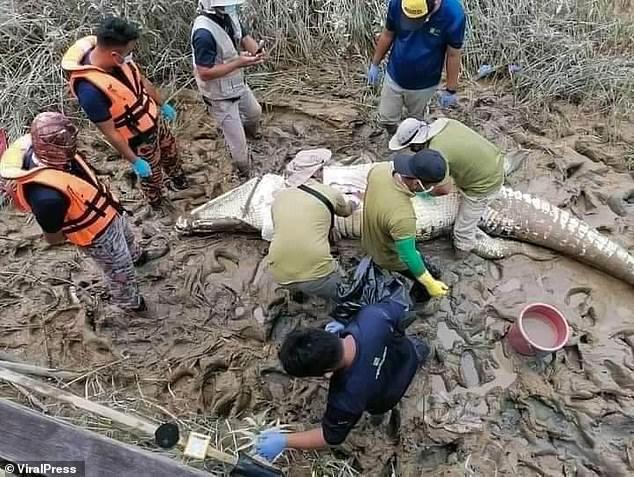Tìm thấy một thi thể cậu bé ở trong bụng cá sấu tại Malaysia