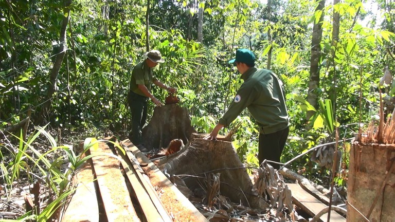 Kiểm lâm viên bị lâm tặc đánh trọng thương
